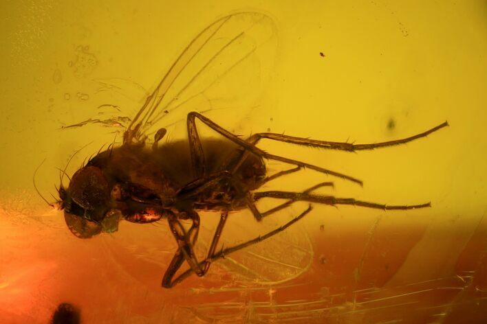Detailed Fossil Fly (Diptera) In Baltic Amber #48220